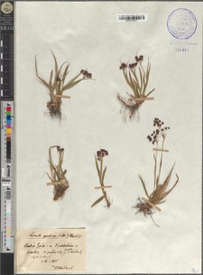 Luzula spadicea (All.) DC.