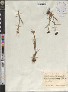 Luzula spadicea (All.) Lam. et DC.