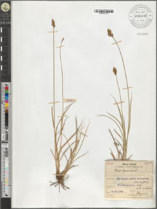 Carex leporina L.