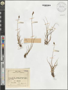 Carex Lachenalii