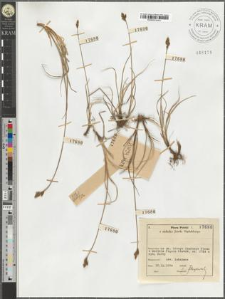 Carex Lachenalii