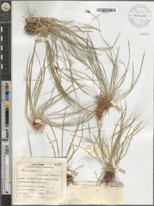 Carex montana L. fo. fimbriata Waisbecker
