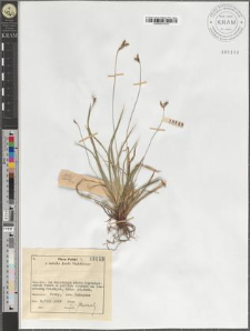 Carex ornithopoda Willd.