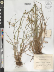 Carex pallescens L.