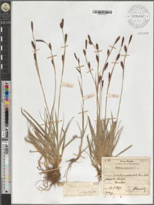 Carex panicea L.