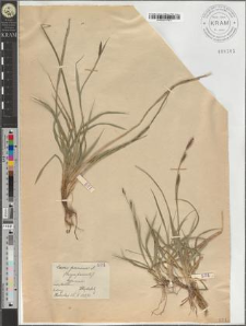 Carex panicea L.