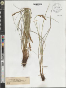 Carex paradoxa Willd.