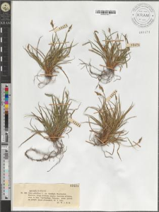 Carex pilulifera L. var. fuscidula Waisbacher.