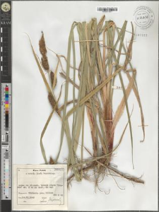 Carex riparia