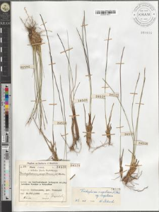 Trichophorum caespitosum (L.) Hartm. subsp. caespitosum