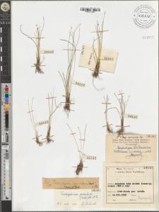 Trichophorum pumilum (Vahl.) Sch. et Th.