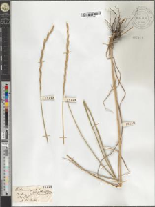 Triticum repens L. var. obtusiflorum