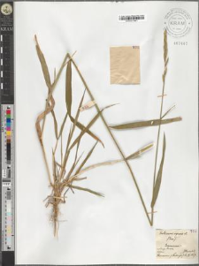 Triticum repens L.