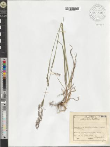 Agrostis alba L.