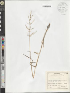 Agrostis alba L.