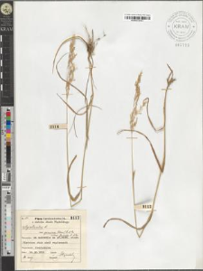 Agrostis alba L. var. genuina (Schur) A. et Gr. subvar. flavida A. et Gr.