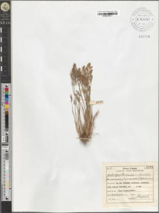 Agrostis vulgaris With. fo. pumila L.