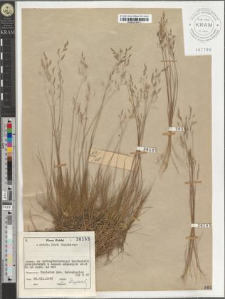 Agrostis sp.