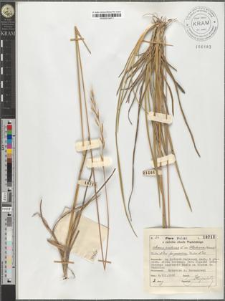 Avena pratensis L. var. Błockiana (Koczw.) Kulcz. et Iw. fo. podolica Kulcz. et Iw.