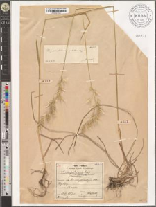 Avena pubescens Huds. var. flavescens Gander