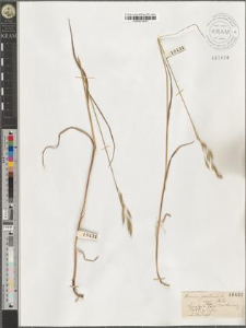 Bromus secalinus L. var. asper Neilr.