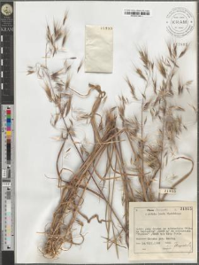 Bromus tectorum L.