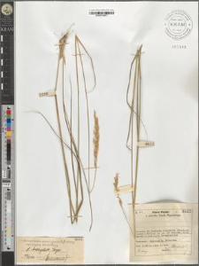 Calamagrostis arundinacea (L.) Roth var. typica Podpĕra fo. brachyclada Torges