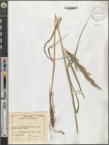 Calamagrostis lanceolata Rth.