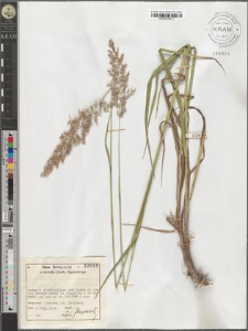 Calamagrostis sp.