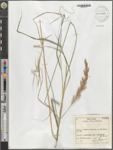 Calamagrostis sp.