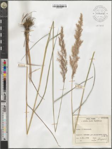 Calamagrostis sp.