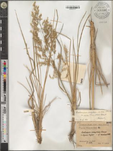 Deschampsia caespitosa (L.) P. B. var. aurea (Wimm. et Grab.) Volkart