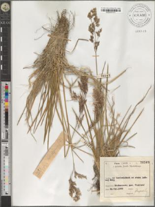 Deschampsia caespitosa (L.) P. Beauv.