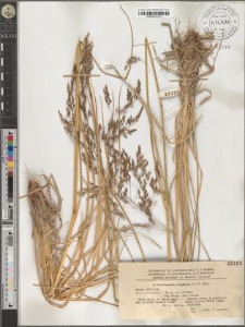 Deschampsia caespitosa (L.) P. Beauv.