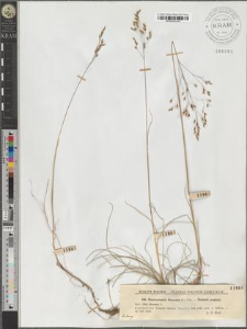 Deschampsia flexuosa (L.) Trin.