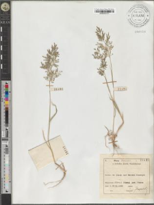 Eragrostis aegyptiaca Del.