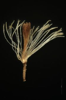Leontopodium alpinum Cass.