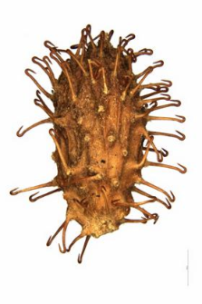 Xanthium spinosum L.