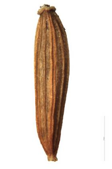 Senecio papposus (Rchb.) Less.