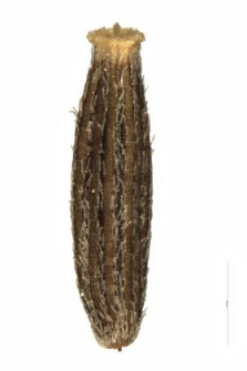 Senecio silvaticus