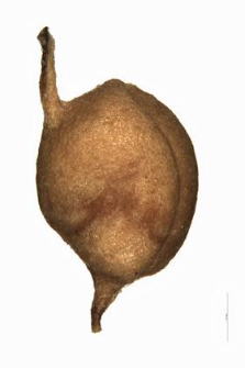 Potamogeton alpinus Balb.