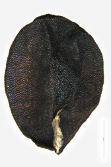 Anthericum ramosum L.