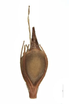 Rhynchospora alba (L.) Vahl