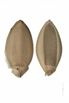Setaria verticillata (L.) P.B.