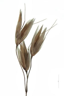 Deschampsia flexuosa (L.) Trin.