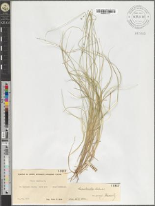 Carex tenella Schkuhr