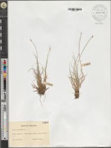 Carex tenuiflora Wg