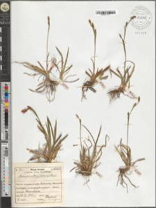 Carex sparsiflora (Wahlenb.) Steud.
