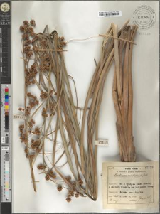 Cladium mariscus (L.) Pohl.