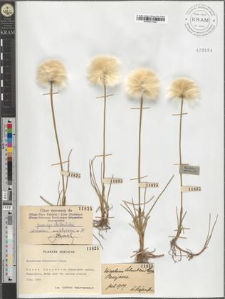 Eriophorum Scheuchzeri Hoppe